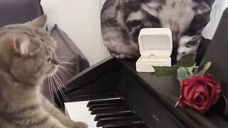 My pet