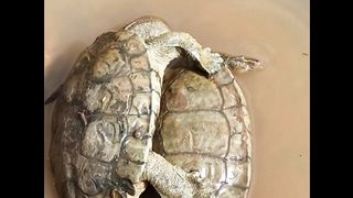 سلحفات في الماء شاهد المعارك