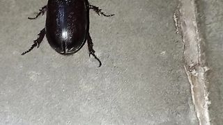 the beetle moves