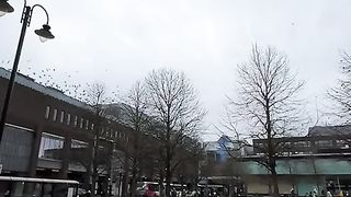 colony of flying birds in the park