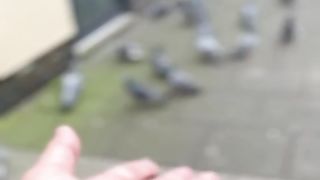 a very tame pigeon