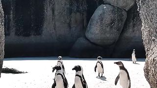 Funniest Animals - Best Of The 2024 Funny Animals Videos #16