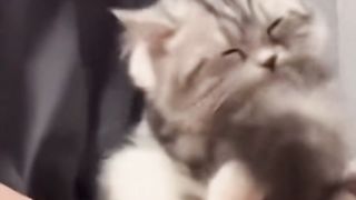 My cats????