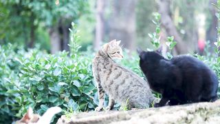 Playful Cats Unleashed: Fun Times in the Public Park
