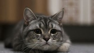 The Pensive Cat: A Moment of Contemplation