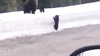 Mama bears are very protective!
