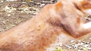#wildlife #foryourpage #wildlifeoftiktok