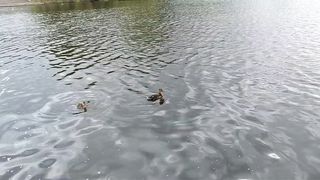 Dancing in the water