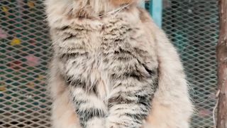 Elegant Grooming: The Art of Self-Care by a Magnificent Cat