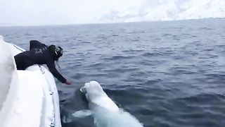 No big deal; just a guy playing fetch with a beluga whale... ????