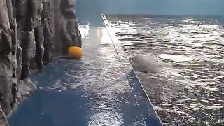This beluga whale cleverly gets his ball