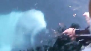Beluga whale saves an iPhone from the sea in Norway  Nice creatures