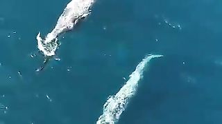 Drone caught the exact moment when dolphins and whales are playing. Magical moment!!!