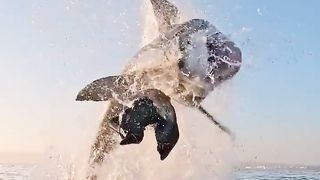 Leap of a great white shark