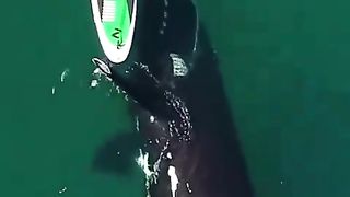 Curious whale