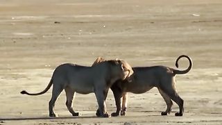 Three  Lions Fight Four Young Lions | Our World