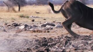 The lion pounced on the big deer