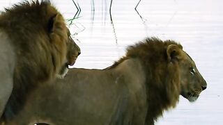 The lion crossed the river and was eaten by a crocodile