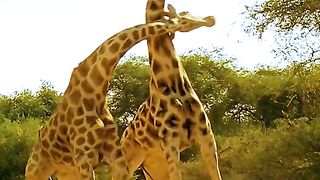Funny Giraffe fighting