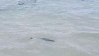 Os Pescadores Se Deram Bem! PRAIA GRANDE EM ARRAIAL DO CABO RJ BRASIL ???????? #shorts #shortvideo