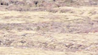 The rabbit is chased by a wolf