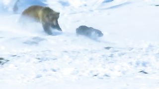 bears are clever at catching prey