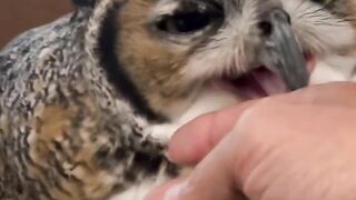 Owls bird