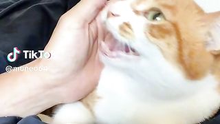 Suara kucing lucu