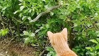 Cat and Green Snake