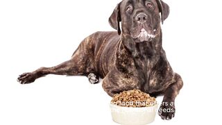 Explore Nutro Natural Dog Foods High-Quality Ingredients for Dog Health