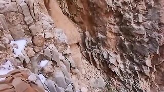 Lion Encounter Amazing