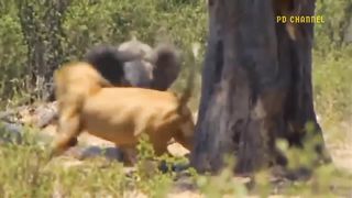 Elephant Show Strength! Painful Lion Is Attacked And Tortured By Africa's Deadliest Elephant.