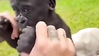Baby gorillas are the cutest...