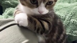 with his hands crossed and all ???? #softcatmemes  #cats  #funny #cutecat #animalmemes #shortvideo