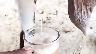 Cappuccino Sudanese style