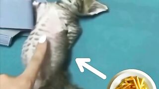 full of fench fies #softcatmemes #cats #catlife #funny #cutecat #animalmemes #shortvideo #ytshorts
