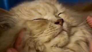 Cats reality# pet animal