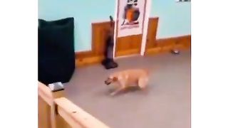 Dog ????????????????