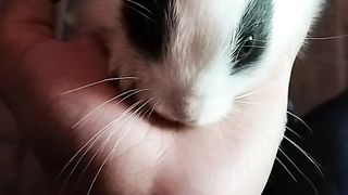 Cute rabbit baby