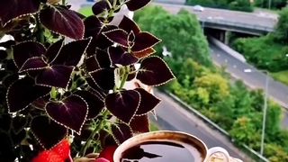 صباح الخير يا عسل