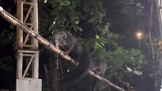 The black animal