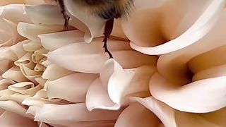 Be sleeping in flowers