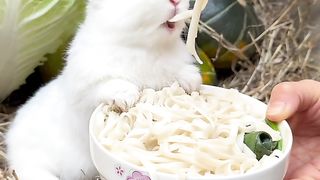 A beautiful and cute rabbit during eating food