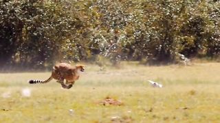 Wildlife life