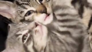 Mew tôi rất thích