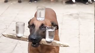 An amazing dog