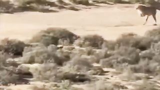 The cheetah chases its prey in an artistic way