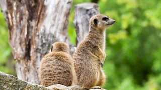 Curious Meerkat Standing | Watchful Sentry of the Savannah