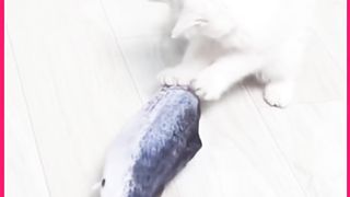 Atenção Catlovers!!!! ✨