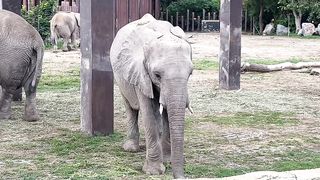 Gentle Giants: Elephants at the Zoo | Majestic Wildlife